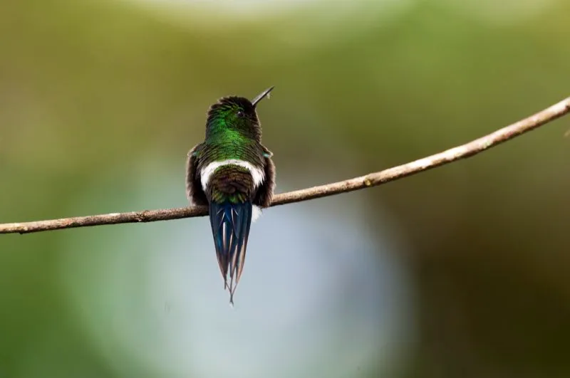 (Cola-de-lira verde / Popelairia conversii - Piedemontes del Choc y Valle del Magdalena). El dosel de los arboles de inga y erythtina sp. son el lugar favorito para alimentarse de este colibr diminuto (de 3 gramos), y cuando uno finalmente logra encontrarlo es un placer ver cmo sube su cola bifurcado mientras come. Murray Cooper