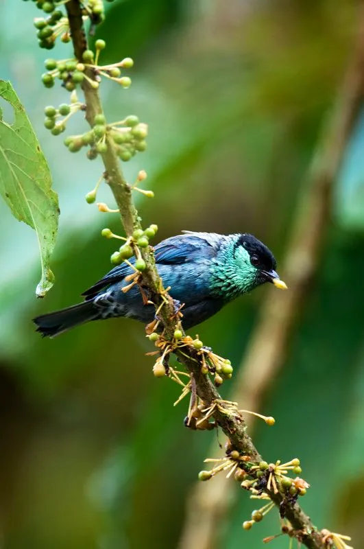 (Tangar capirotada / Tangara heinei - Andes Occidentales, Centrales y Orientales, ?Sierra Nevada de Santa Marta). Las plantas cuyas flores y frutos nacen del tronco principal se denominan cauliflora. En los bosques del Choc existe un montn de estas plantas, incluyendo los cacaos silvestres. Es probable que esta condicin cauliflora sea una adaptacin para permitir que los animales no voladores accedan a los frutos. Sin embargo, varias aves, como esta pareja de tangars capirotadas, tambin se ven cautivadas por tales frutos. Murray Cooper