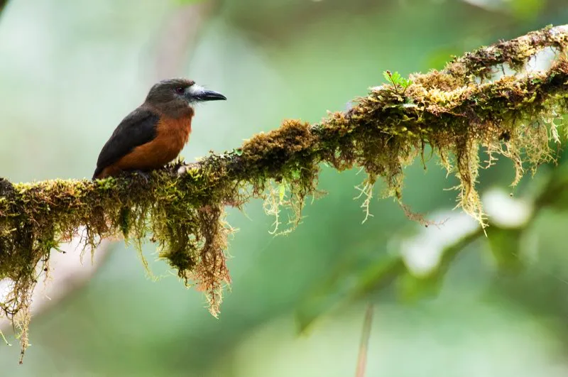 (Monjita cariblanca / Hapoloptila castanea - Estribacin Pacfica de los Andes Occidentales). Los bosques de neblina del Choc son uno de los ecosistemas ms exuberantes del mundo. Varias aves al parecer viven solo en estos bosques musgosos y sper hmedos. Esta monjita cariblanca es un ejemplo. Murray Cooper