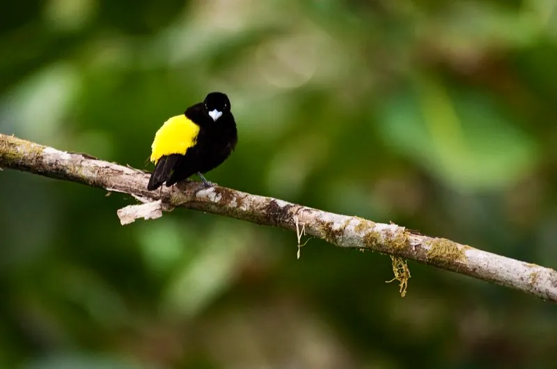 (Toche enjalmado / Ramphocelus icteronotus - Choc). El toche enjalmado que vea en el choc tendr la rabadilla amarillo limn. Pero cuando llegue al valle del Cauca, encontrar toches con rabadillas naranja o rojas. Por esta variacin, los toches del valle del Cauca suelen considerarse una especie distinta, el toche culiflama. Murray Cooper