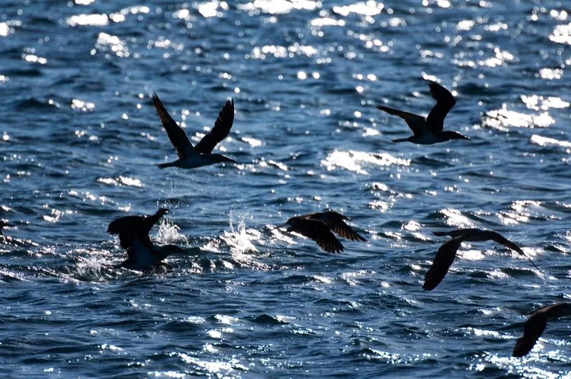 (Piquero patiazul / Sula nebouxii - Costa Pacfica). El nombre en ingls, booby, viene de la palabra espaola bobo, que significa tonto o payaso. Una vez que se observa al piquero patiazul en la tierra es fcil entender por que: son medio torpes y, como otras aves marinas suelen ser bien mansos y fciles de capturar y matar. Murray Cooper