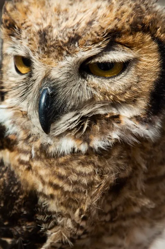 (Bho real / Bubo virginianus - Costa Caribe, Llanos, Andes Centrales del Sur). Este gran bho tiene un mbito de distribucin muy extenso: se puede encontrar desde Alaska hasta Argentina. Se ha adaptado a una variedad de hbitats en Colombia: desde el pramo del sur de los Andes Centrales hasta los bosques secos del Caribe y los hmedos Llanos. Como corresponde a un ave tan verstil, su dieta consiste en casi cualquier animal que pueda capturar, incluyendo aves, reptiles y muchos mamferos. Murray Cooper