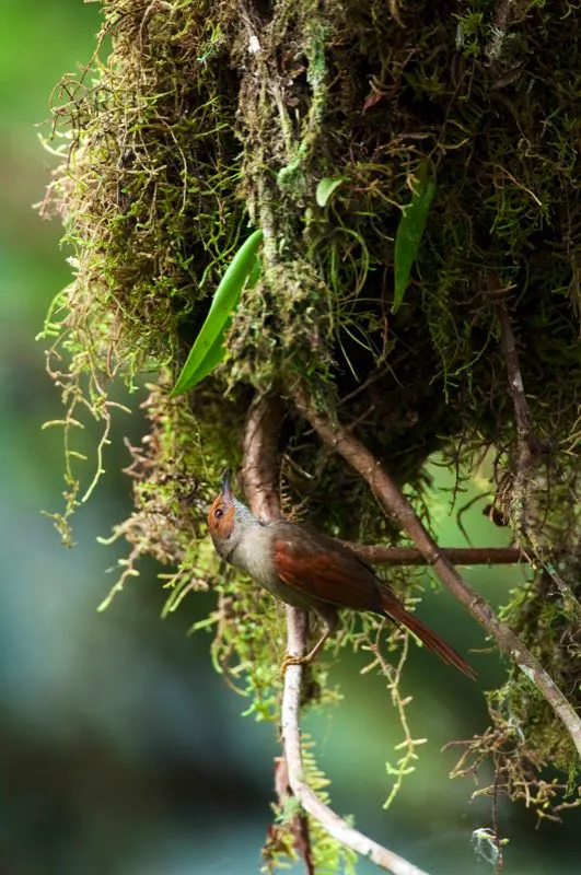 (Chamicero rubicundo / Cranioleuca erythrops - Andes Occidentales). Existen dos tipos de chamiceros, pero ambos construyen nidos voluminosos. Los chamiceros del gnero synallaxis habitan en sotobosques densos y usan palitos para confeccionar sus impenetrables nidos, mientras aquellos del gnero Cranioleuca, como este chamicero rubicundo, son arborcolas y prefieren musgos para la construccin de sus nidos. Murray Cooper