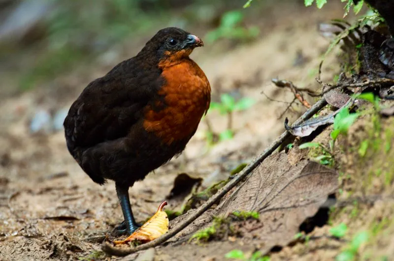 (Perdiz de Nario / Odontophorus melanonotus - Estribacin Pacfica de los Andes Occidentales). Las perdices son aves rechonchas, cazadas con frecuencia. Deambulan por el bosque en pequeos grupos familiares, limpiando la hojarasca del suelo con sus fuertes patas para buscar semillas e insectos comestibles. Murray Cooper