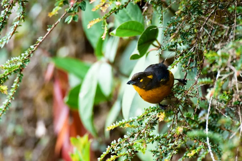 (Tangará lacrimosa / Anisognathus lacrymosus - Andes Occidentales y Centrales). Cada nombre tiene su historia. Los nombres de muchas aves son descriptivos, identificando alguna característica obvia de su plumaje; otras llevan el nombre de algún ornitólogo famoso. La tangará lacrimosa lleva este nombre por el pequeño parche amarillo bajo sus ojos, el cual parece una lágrima. Podría llamarse, entonces, la tangará llorosa. Murray Cooper
