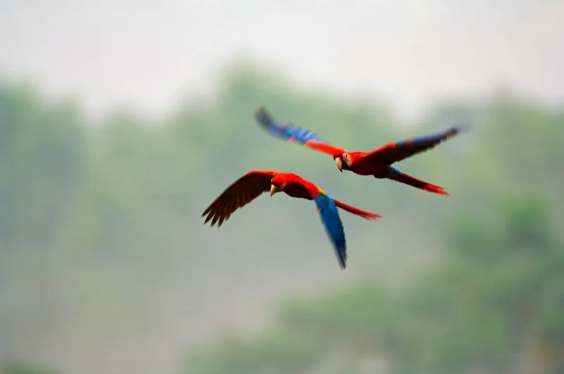 (Guacamaya macao / Ara macao - Amazonia y Llanos).  Caminar por la selva y or el inconfundible llamado de un grupo de guacamayas sobre la cabeza es un momento muy especial en la vida de un amante de la naturaleza. Al verlas tan claramente como en esta foto es fcil entender por qu se les conoce tambin como arco iris  con alas. Murray Cooper