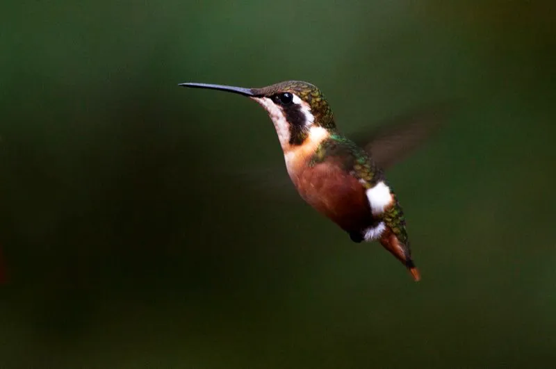 (Rumbito buchiblanco / Chaetocercus mulsant - Andes Centrales y Orientales). Los colibríes generalmente son flashes de color que cruzan a velocidad. En contraste, los rumbitos zigzaguean lentamente al tiempo que zumban como un abejorro. El macho ostenta una garganta rosa brillante, mientras la hembra viste más discretamente. Murray Cooper