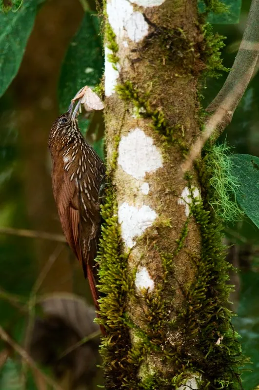 (Trepatroncos montaero / Lepidocolaptes lacrymiger - Andes Occidentales, Centrales y Orientales, Sierra Nevada de Santa Marta). Las polillas tienen toxinas irritantes en las escamas de las alas, y este trepatroncos est frotando su presa para remover algunas de las escamas. Algo interesante ocurre en las reservas que dejan las luces prendidas durante la noche, atrayendo polillas e insectos nocturnos, y en la maana esto conforma un suculento banquete para los pjaros locales. Murray Cooper