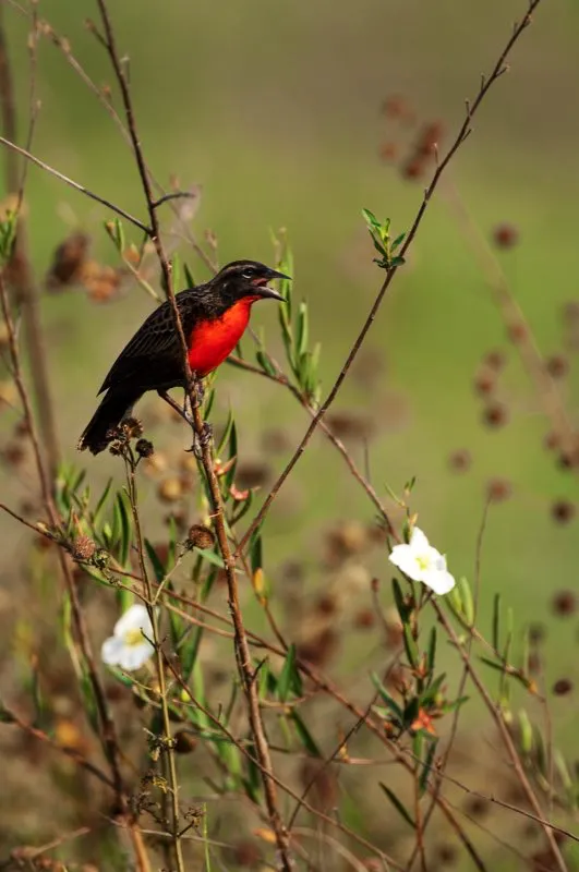 (Soldadito / Sturnella militaris - Valles del Cauca y Magdalena, Llanos). La mayora de aves sufren las consecuencias de las actividades humanas; en cambio, otras se benefician. Estos soldaditos prefieren vivir en ecosistemas agrcolas, por lo que han expandido su distribucin hacia zonas recientemente deforestadas. Murray Cooper