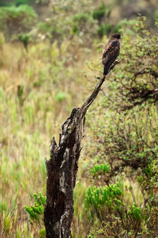 (Gavilán andino / Buteo polyosoma - Andes Centrales). Muchas veces se encuentra este gavilán grande y elegante perchado en árboles muertes o rocas en lugares abiertos, como se muestra en este foto. Observarlos en vuelo en su hábitat alto-andino es un espectaculo, ya que flotan inmóviles en el aire en medio de vientos fuertes. Murray Cooper