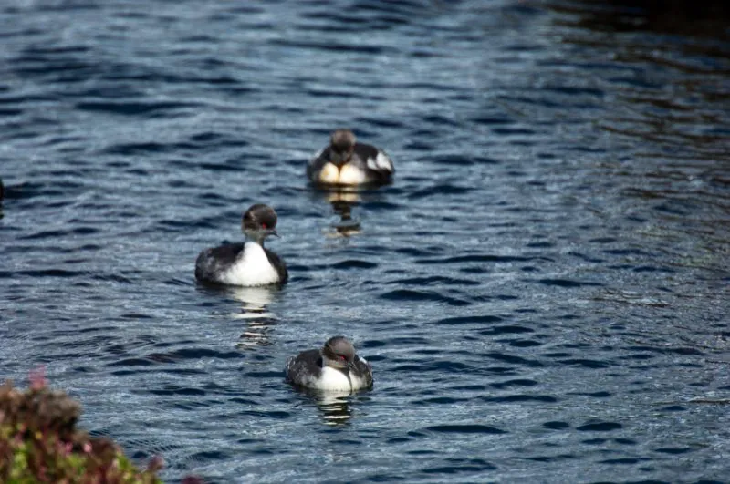 (Zambullidor plateado / Podiceps occiptalis - Andes Centrales del Sur). Los zambullidores viven en pozas y lagos, donde se alimentan de peces. Tienen la extraordinaria habilidad de regular su propia flotabilidad, a veces nadando con todo el cuerpo sumergido y solo la cabeza afuera del agua. Por su extrema afinidad al agua, son sensibles a los disturbios ambientales; una especie, el zambullidor bogotano, habitó antiguamente en lagunas de montaña en los Andes Centrales y Orientales, pero ahora se ha extinguido para siempre debido a la polución de sus humedales. Murray Cooper