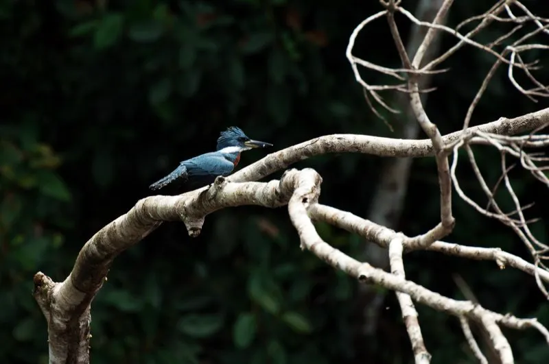 (Martn pescador grande / Megaceryle torquata - Tierras bajas de toda Colombia). El enorme martn pescador grande se encuentra con frecuencia a lo largo de ros y lagunas: mide 40 cm del pico a la cola! La hembra muestra una pequea banda azulada en el pecho; este individuo es un macho. Murray Cooper