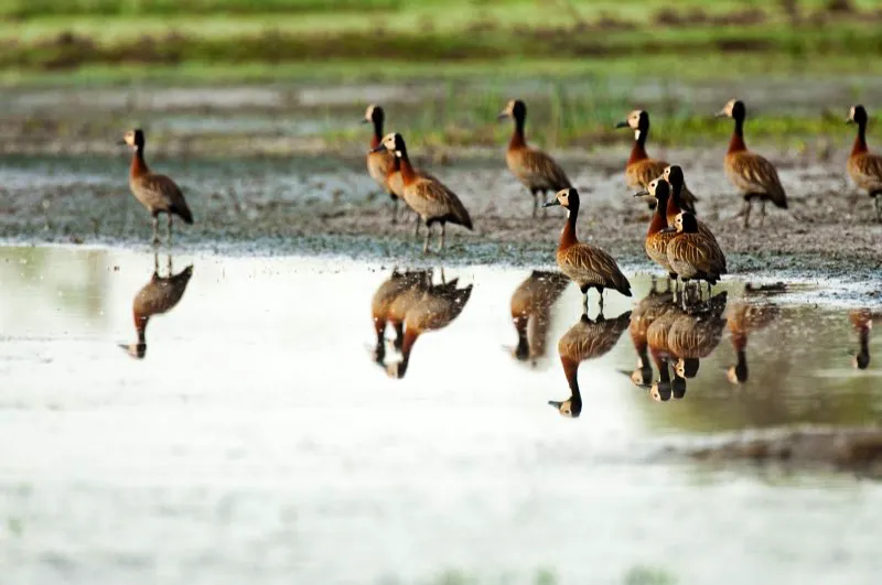 (Iguasa careta / Dendrocygna viduata - Llanos y Costa Caribe). Estas Iguasas Careta estaban muy nerviosas ante nuestra presencia, listas para emprender el vuelo si dbamos un paso ms. Son capaces de volar enormes distancias en populosas bandadas. Se alimentan por la noche de semillas, en cinagas y campos agrcolas. A veces se comen arroces en desarrollo, por lo que los agricultores les dan cacera. Murray Cooper
