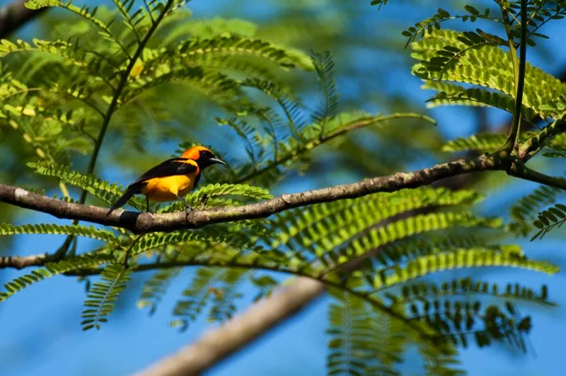 (Turpial cabecirrojo / Icterus auricapillus - Caribe y Valle del Magdalena). A los turpiales les encanta la fruta, como a la mayoría de miembros de la familia Icteridae. Incluso, son capaces de abrir frutos duros, insertando su pico cerrado por alguna hendidura y “boquiabriendo” el fruto con sus fuertes músculos bucales, para extraer el preciado alimento. Murray Cooper