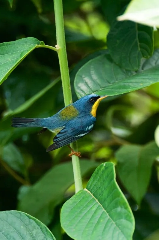 (Reinita tropical / Parula pitiayumi - Piedemontes del Valle del Cauca y Magdalena). Muchas reinitas portan dos pasaportes: se reproducen en América del Norte y pasan el invierno boreal en Colombia. Mas otras especies son residentes colombianas permanentes. La reinita tropical es realmente tropical: es común en bosques piemontanos de Colombia. Murray Cooper