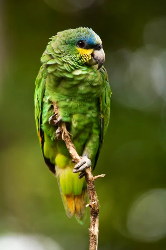 (Lora Amazónica / Amazona amazonica - Valle del Magdalena, Llanos y Amazonia). La lora amazónica es uno de los pájaros que se puede ver con mas frecuencia en la Amazonia, especialmente temprano en la mañana cuando se escucha sus gritos tan distintos mientras pasan sobre-volando desde sus dormideros a sus áreas de comida. Se reúnen en grandes cantidades en sus dormideros en las islas del río o arboles en el bosque inundado. Murray Cooper