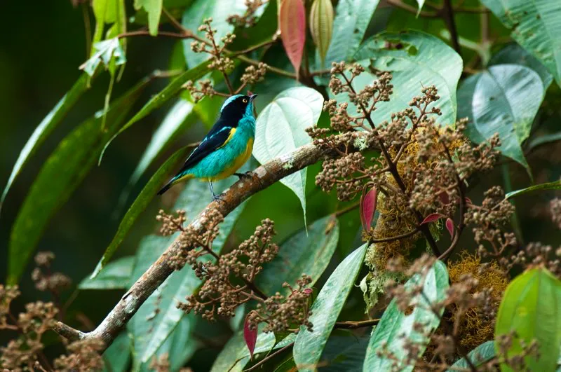 (Dacnis flanquiamarilla / Dacnis egregia - Valle del Magdalena). Este macho dacnis flanquiamarilla muestra su esplendor mientras contempla una baya madura. Captar tanto color en un solo disparo es una recompensa para todo fotógrafo. Murray Cooper