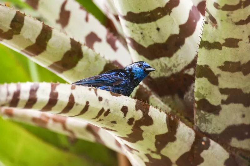 (Tangar culiopalina / Tangara velia - Amazonia).  Muchas aves requieren un bao diario. Estos chapuzones limpian su plumaje y ayudan a evitar el ataque de ectoparsitos. El agua de lluvia almacenada en las hojas de una bromelia atrae a estas tangars culiopalina y sietecolores; es hora del bao! Murray Cooper