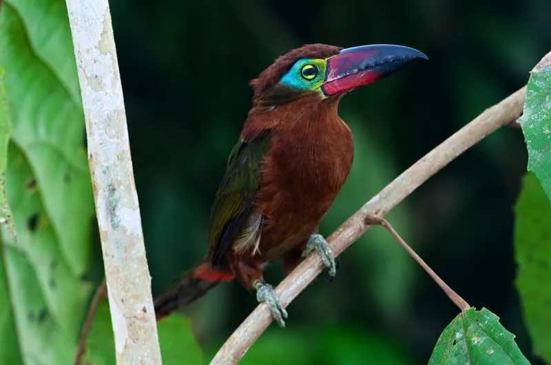 (Pichilingo aserrador / Selenidera reinwardtii - Amazonia). Una hembra color castao del pichilingo aserrador anuncia su presencia con llamados similares a los de una rana. Estos tucancillos son los nicos tucanes que muestran dimorfismo sexual, pues el macho es negro lustroso. Murray Cooper
