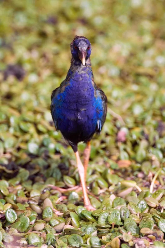 (Polla azul / Porphyrula martinica - Toda Colombia). Los ornitólogos usan una variedad de herramientas para estudiar a las aves. Una de las más comunes es atraparlas, colocar una banda metálica numerada en su pata y liberarlas ilesas. El número de la banda es como un nombre; sirve para reconocer individualmente a cada ave bandeada. Mire atentamente la pata derecha de esta polla azul y verá un ejemplo de dichas bandas. Murray Cooper