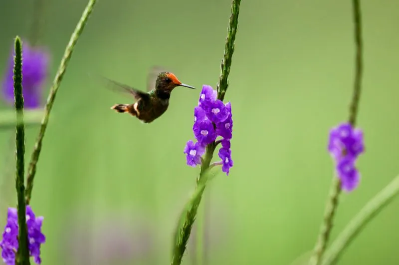 (Coqueta coronada / Lophornis stictolophus - piedemonte Amaznico). Colombia tiene una lista muy impresionante de aves espectaculares, pero siempre he sentido una atraccin especial por los colibres, y ver el macho y la hembra de la coqueta Lentejuelada es parte de lo que hace de Colombia uno de las mejores lugares en el mundo para observar aves. Murray Cooper