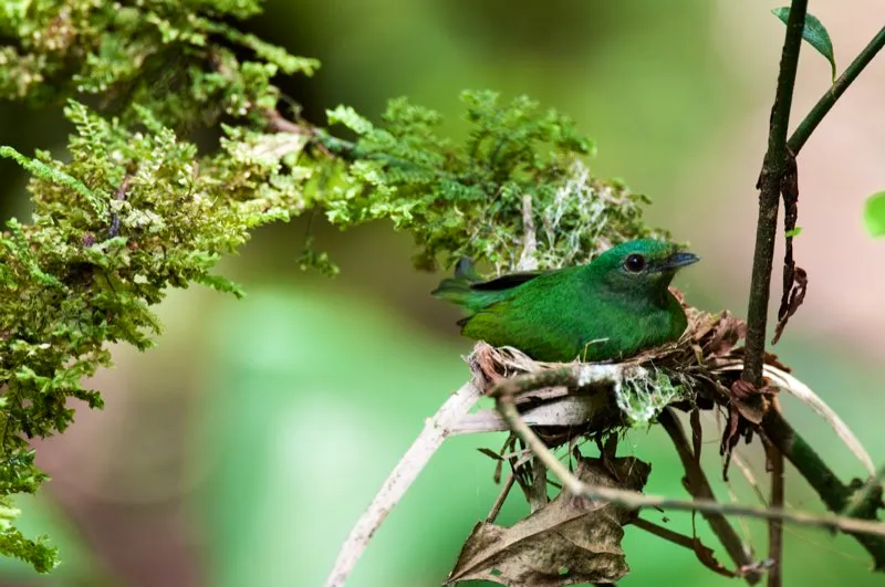 (Saltarn coronado / Lepidothrix coronata - Choc, Magdalena Medio y Amazonia). Los saltarines machos son famosos por sus colores brillantes y sus complejas danzas de cortejo, dejando la construccin del nido, incubacin de los huevos y cuidado de las cras en manos de las hembras. Esta hembra de saltarn coronado cubre por completo su frgil nido mientras incuba sus dos huevitos. Murray Cooper