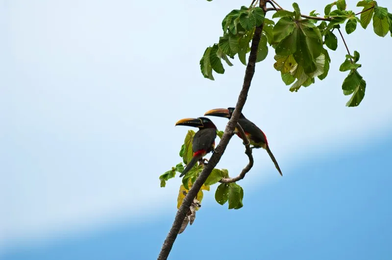 (Pich bandirrojo / Pteroglossus castanotis - Amazonia). Cuntos colores tiene este pich bandirrojo? El amarillo de su vientre, el rojo de su rabadilla y el azul de su cara se ven con claridad, pero el castao de sus mejillas a veces se ve muy oscuro. Murray Cooper