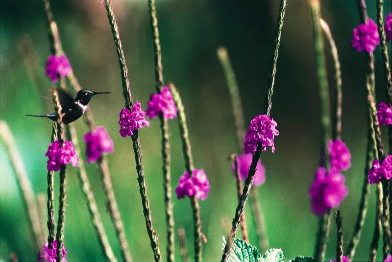 (Rumbito pechiblanco / Calliphlox mitchellii - Andes Occidentales). En concordancia con su tamaño tan diminuto, los rumbitos escogen flores pequeñas, como esta inflorescencia de verbena. Sus pequeños picos calzan adecuadamente en flores cortas. Además, al alimentarse de flores pequeñas, los rumbitos evitan ser desplazados por colibríes más grandes. Murray Cooper