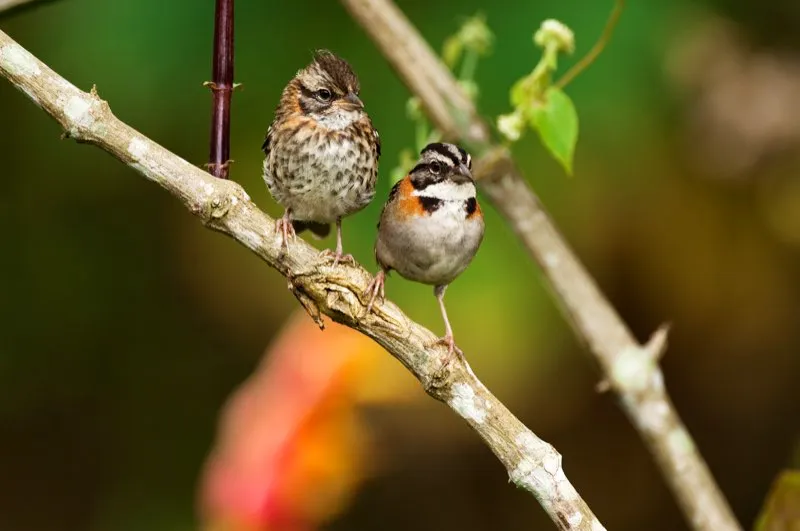 (Gorrión copetón / Zonotrichia capensis - Todo el país). El gorrión es un residente abundante de casi toda Colombia. Se ha adaptado de excelente manera a los paisajes creados por el ser humano, y es una de las pocas aves que vive dentro de las grandes urbes, incluyendo Bogotá. Aquí vemos un adulto con su plumaje bien ataviado, sentado bajo su joven de plumaje pardo estriado. Pasarán de cuatro a seis meses más para que el juvenil adquiera su plumaje de adulto. Murray Cooper
