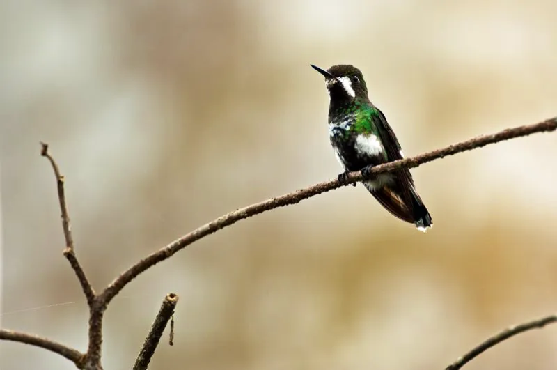 (Cola de lira verde / Popelairia conversii - Piedemontes del Choc y Valle del Magdalena). La fama de Charles Darwin radica en su teora de la evolucin por seleccin natural, pero tambin teoriz sobre la seleccin sexual. Esta teora dice que las hembras prefieren reproducirse con machos muy adornados, lo cual explica la existencia de animales con caractersticas exageradamente vistosas. La larga cola de este cola de lira verde es un buen ejemplo; la hembra lleva un traje ms modesto. Murray Cooper