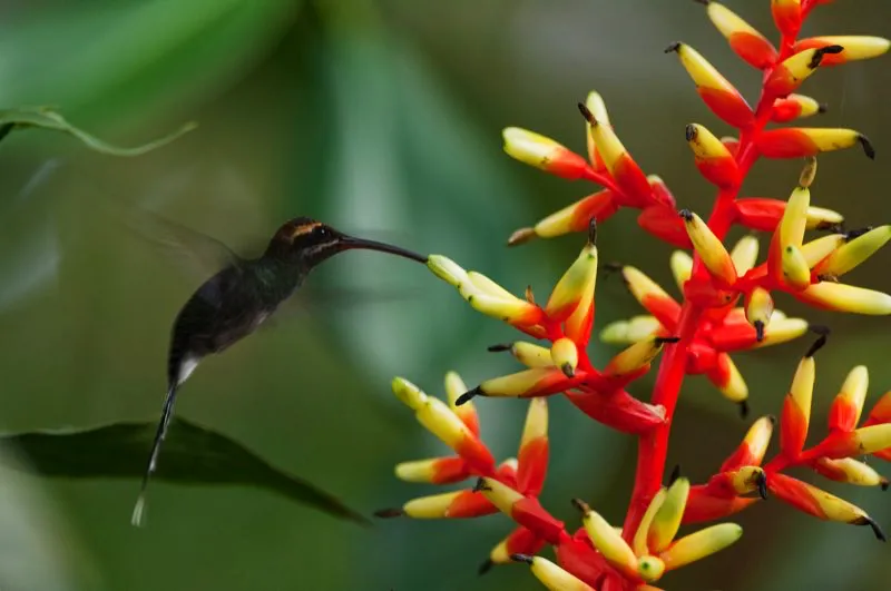 (Ermitao del Pacfico / Phaethornis yaruqui - Choc). Los ermitaos en despliegue siempre se escuchan antes de ser observados. Entre 15 y 25 ermitaos machos gorjean constantemente en un lek; la percha de cada uno de ellos estar localizada en vegetacin densa, cerca del suelo. Se requiere tener mucha paciencia y curiosear con insistencia para encontrar un ermitao del Pacfico en pleno despliegue. Murray Cooper