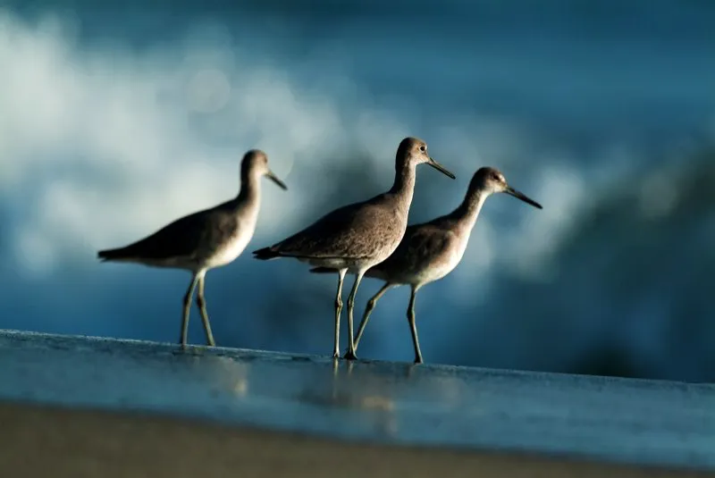 (Playero aliblanco / Catoptrophorus semipalmatus - Migrante neotropical, Costas del Pacfico y Caribe). Tres playeros aliblancos forrajean en una playa arenosa. Se ven grises llanos, pero al volar revelan una estra alar blanca conspicua, que contrasta sobre el fondo negro de las plumas del vuelo. Intente acercarse a un grupo y ver! Murray Cooper