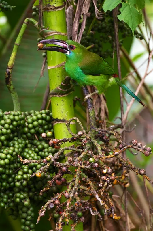 (Tucancito culirrojo / Aulacorhynchs haematopygus - Andes Occidentales, Centrales y Orientales). Las palmas de coco se alinean en las playas del Pacfico, mientras las plantaciones de palmas aceiteras africanas son un gran negocio en las tierras bajas del Choc. Pero adems, existe una gran diversidad de palmas nativas en los bosques chocoanos. Muchas aves frugvoras, incluyendo los tucancitos culirrojos, aprecian los frutos de palmas. Murray Cooper