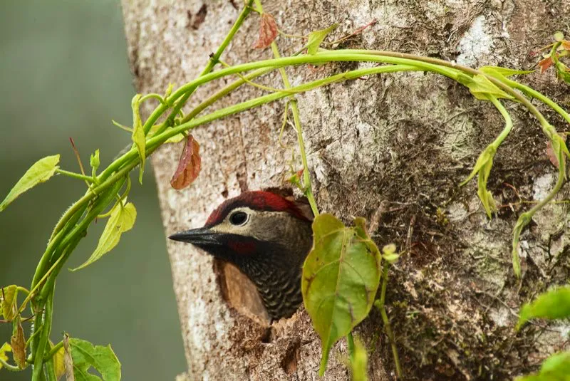 (Carpintero olividorado / Piculus rivolii - Andes Occidentales, Centrales y Orientales). El carpintero olividorado anida en cavidades, y el macho y la hembra son responsables de picar su nido solo con sus picos como herramienta. Este polluelo est maduro y le faltan unos pocos das para dejar el seguro hogar y aventurarse solo en el mundo. Murray Cooper