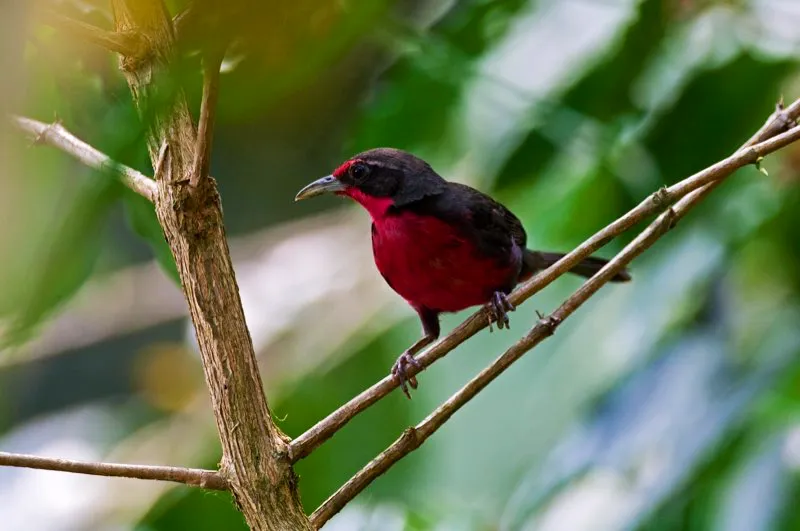(Rosita canora / Rhodinocichla rosea - Valle del Magdalena y Sierra Nevada de Santa Marta). La tímida rosita canora vocaliza con insistencia desde perchas escondidas entre enredaderas y lianas. Tuvimos la suerte de encontrar este individuo perchando despreocupadamente en un arbusto de café, exhibiendo su magnífico plumaje magenta. Murray Cooper
