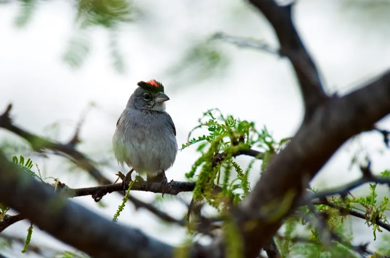 (Cardonero carirrojo / Coryphospingus pileatus - Guajira y Valle del Magdalena). Los desiertos muestran paisajes monocromáticos, por lo que las aves de desiertos suelen vestir tonos grises y pardos llanos. Este cardonero carirrojo macho encaja en tal patrón, aunque su cresta roja añade un toque de color. Murray Cooper