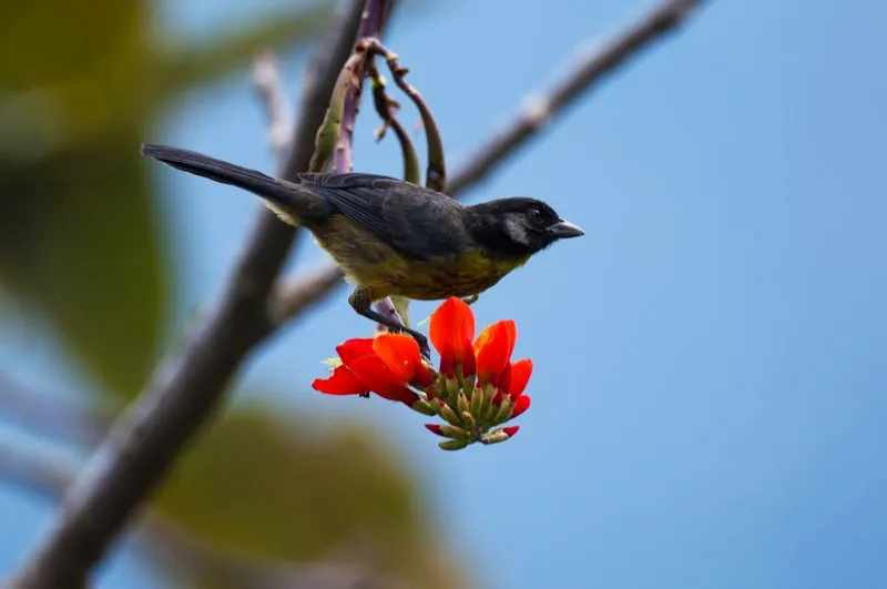 (Gorrión montés de santa marta / Atlapetes melanocephalus - Sierra Nevada de Santa Marta). La especie endémica más común de Santa Marta es este gorrión montés, fácil de apreciar cuando se desplaza por el sotobosque. Habita en un amplio rango de altitud, desde las plantaciones de café en los piedemontes, hasta los parches de bambú (Chusquea) en las altas cuchillas de montaña. Murray Cooper