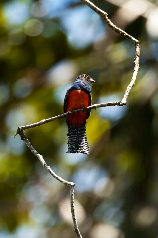 (Trogn violceo / Trogon caligatus - Amazonia). Al generarse nueva informacin, la taxonoma de las aves se modifica. Estudios moleculares han demostrado que el Trogn Violceo de la Amazonia es diferente de aquel del Choc. Murray Cooper