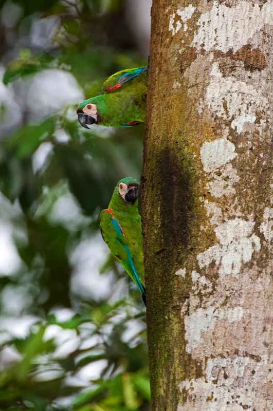 (Guacamaya cariseca / Ara severus - Magdalena Medio, Amazonia y Llanos). Dos guacamayas carisecas perchan fuera de la cavidad de su nido. La reproduccin es una tarea de largo plazo para estas guacamayas, que incuban sus huevos durante cerca de un mes. Los pichones abandonan el nido casi 70 das despus de la eclosin. Murray Cooper