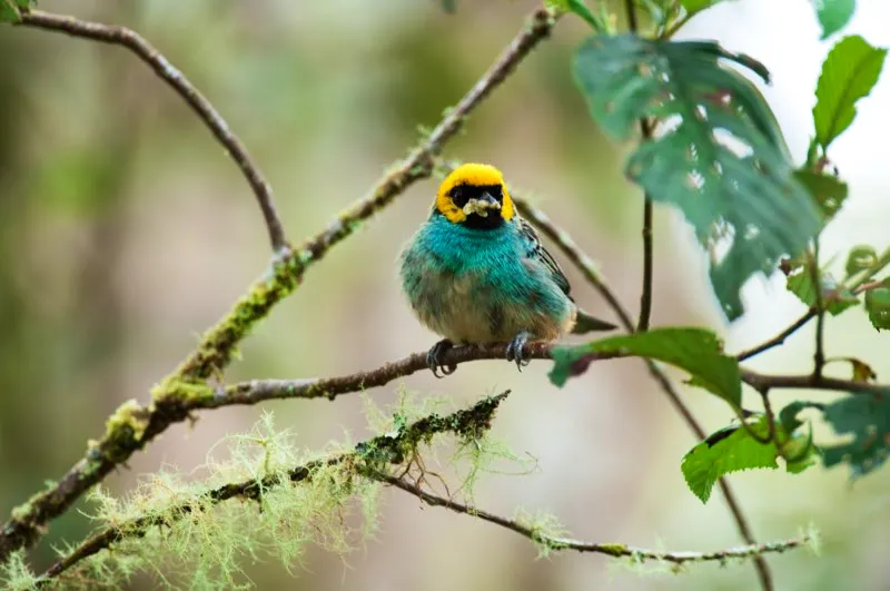 (Tangará coronada / Tangara xanthocephala - Andes Occidentales y Centrales). Si bien en los bosques de niebla andinos no crecen manzanas ni mangos, una atenta mirada descubrirá que estos bosques siempre están llenos de fruta. La mayoría de árboles y arbustos frutales, incluyendo los prolíficos higuerones y colcas, producen muchísimos frutos pequeños. Una plétora de aves, incluyendo esta tangará coronada, que se afana las bayas de una colca, basa gran parte de su dieta en frutos. Murray Cooper