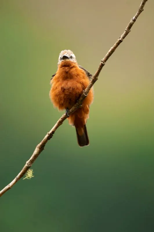(Atrapamoscas risquero / Hirundinea ferruginea - Andes Orientales). El atrapamoscas risquero tiene el inusual hábito de vivir en o taludes y farallones rocosos o cerca de ellos. Se lo mira con frecuencia posado sobre su risco predilecto, donde además construye sus nidos en grietas rocosas. Se ha tornado algo común en los Andes colombianos, aprovechando los nuevos taludes y farallones creados por el ser humano a lo largo de caminos y carreteras. Murray Cooper