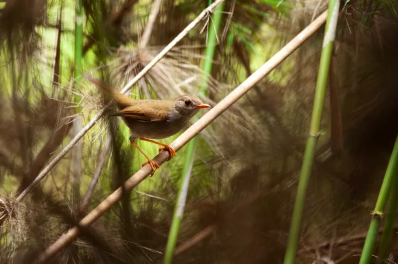 (Zorzal piquianaranjado / Catharus aurantiirostris - Valle del Cauca, noreste del Valle del ?Magdalena y Sierra Nevada de Santa Marta). Aunque no es un ruiseñor, su canto es extraordinario (el dulce canto del Zorzal Piquianaranjado se puede escuchar al alba y al atardecer). Algunas aves de plumajes poco llamativos, como este zorzal, suelen emitir las canciones más melodiosas. Murray Cooper