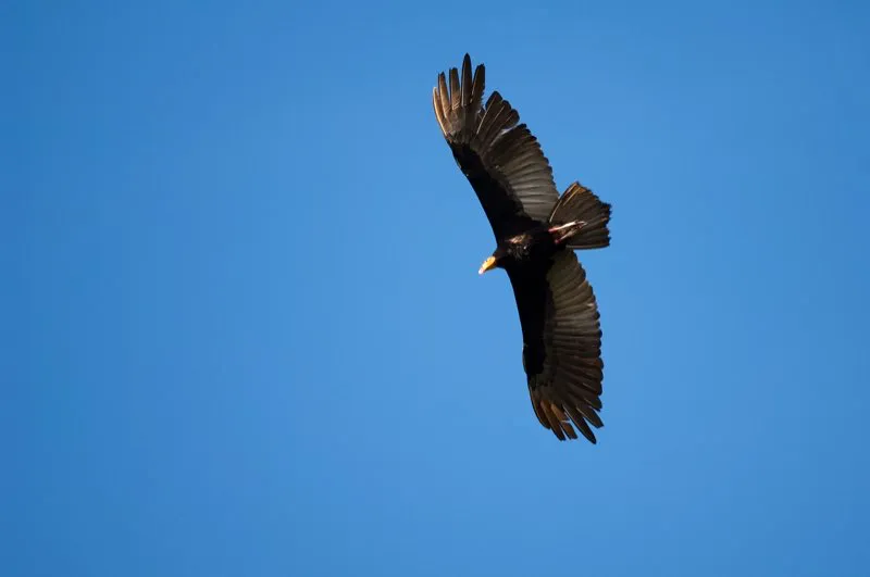 (Guala cabecirroja / Cathartes aura - Toda Colombia). Los gallinazos, además de comer carroña, tienen otros hábitos que los humanos consideramos desagradables. Para empezar, regurgitan carne putrefacta cuando se sienten amenazados. Para continuar, su sistema de refrigeración tampoco sería muy popular entre nosotros: cuando se sobrecalientan, defecan en sus propias patas, aprovechando los líquidos de sus heces para refrescarse. Murray Cooper
