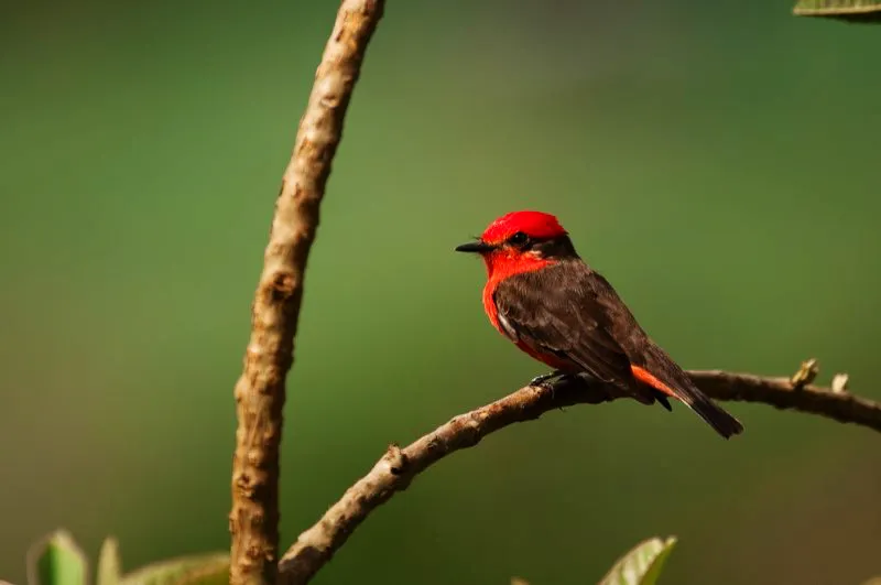(Titiribí pechirrojo / Pyrocephalus rubinus - Caribe, Valle del Magdalena y Llanos). Este espectacular atrapamoscas rojo es un ave llamativa de la costa septentrional, que se observa con frecuencia perchando en cercas de alambre, postes y cables telefónicos. Murray Cooper