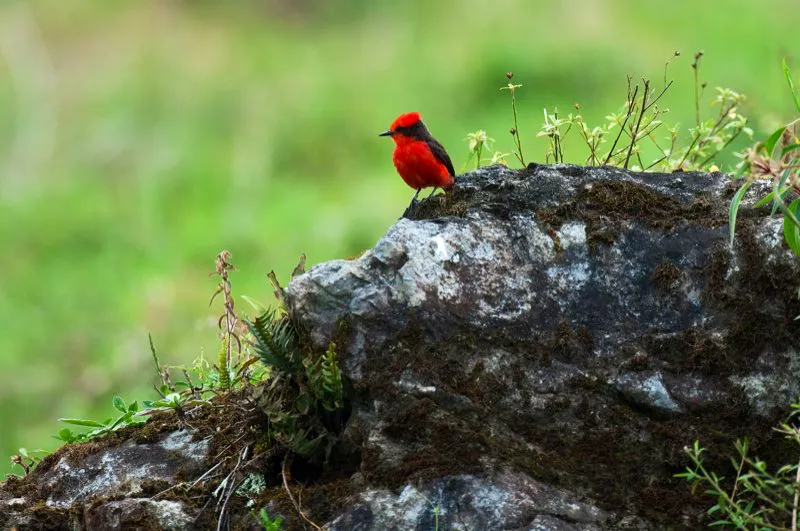 (Titiribí pechirrojo / Pyrocephalus rubinus - Caribe, Valle del Magdalena y Llanos). Este atrapamoscas es miembro de la familia mas grande de aves en la Tierra, los Tirano Atrapamoscas (Tyrannidae), con mas de 400 especies. Este macho titiribí pechirrojo con estos colores tan fuertes es bien distinto de sus familiares, pues los atrapamoscas son la familia de aves con los colores mas opacos. Murray Cooper