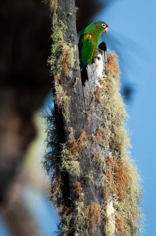 (Periquito de santa marta / Pyrrhura viridicata / Sierra Nevada de Santa Marta). El amenazado periquito de santa marta depende de la existencia de palmas muertas para nidificar. Por ello, está confinada a bosques ricos en palmas presentes en lo alto de la Sierra. Exhibiendo sus hombros rojos, este individuo inspecciona una palma muerta, evaluando si la cavidad es apta para nidificar. Murray Cooper
