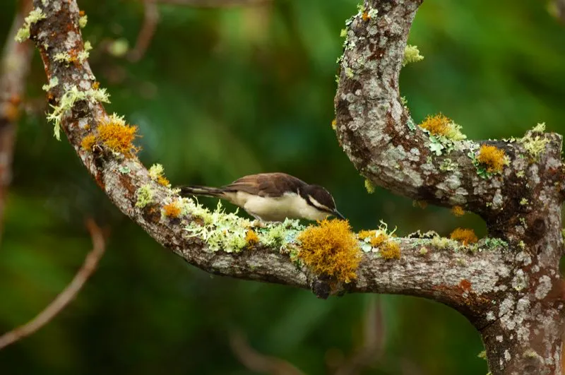 (Cucarachero chupahuevos / Campylorhynchus griseus - Caribe, Llanos y Valle del Magdalena). La búsqueda de nidos de aves tropicales es una tarea de paciencia… y suerte. Este cautivante cucarachero chupahuevos, sin embargo, siempre parece preferir nidos voluminosos. Este individuo arranca un liquen anaranjado para adornar su nido redondeado. Murray Cooper