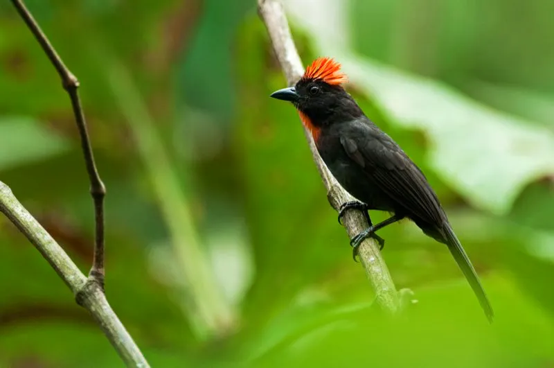 (Habia ceniza / Habia gutturalis - Magdalena Central). Existe un solo lugar en el mundo a donde debe viajar si desea mirar una habia ceniza: el magdalena central. Este espectacular tangará vive en quebradas y riachuelos dentro de bosques húmedos. Lamentablemente, gran parte de estos bosques se han transformado en pastizales ganaderos, por lo que la habia ceniza está amenazada de extinción. Murray Cooper