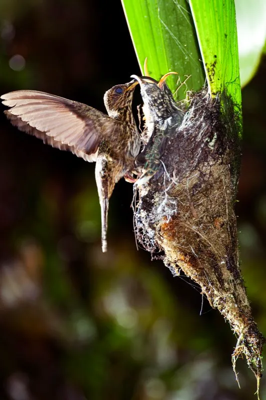 (Pico de hoz coliverde / Eutoxeres aquila - Andes Centrales y Chocó). Los picos de hoz y unos cuantos colibríes más (los ermitaños) siempre construyen sus nidos en los mismos lugares: los tejen bajo las hojas grandes de bananos y platanillos, hacia su ápice. El nido es, por tanto, bien protegido de la lluvia. Estos tres polluelos están en pleno crecimiento; ¡apenas caben en el nido! Murray Cooper