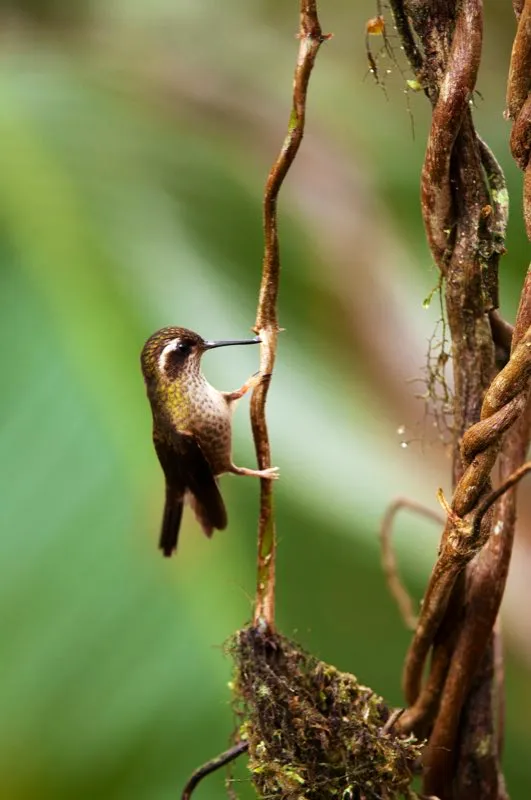 (Colibrí pechipunteado / Adelomyia melanogenys - Andes Occidentales, Centrales y Orientales). Observe un grupo de colibríes zumbando alrededor de un bebedero artificial por cinco minutos, y llegará a la conclusión de que los colibríes son avecitas realmente agresivas. Las especies más grandes tienden a dominar el uso de los bebederos (o de parches de flores), mientras las especies pequeñas, como este colibrí pechipunteado, necesitan escurrirse para robar sorbitos del dulce néctar. Murray Cooper